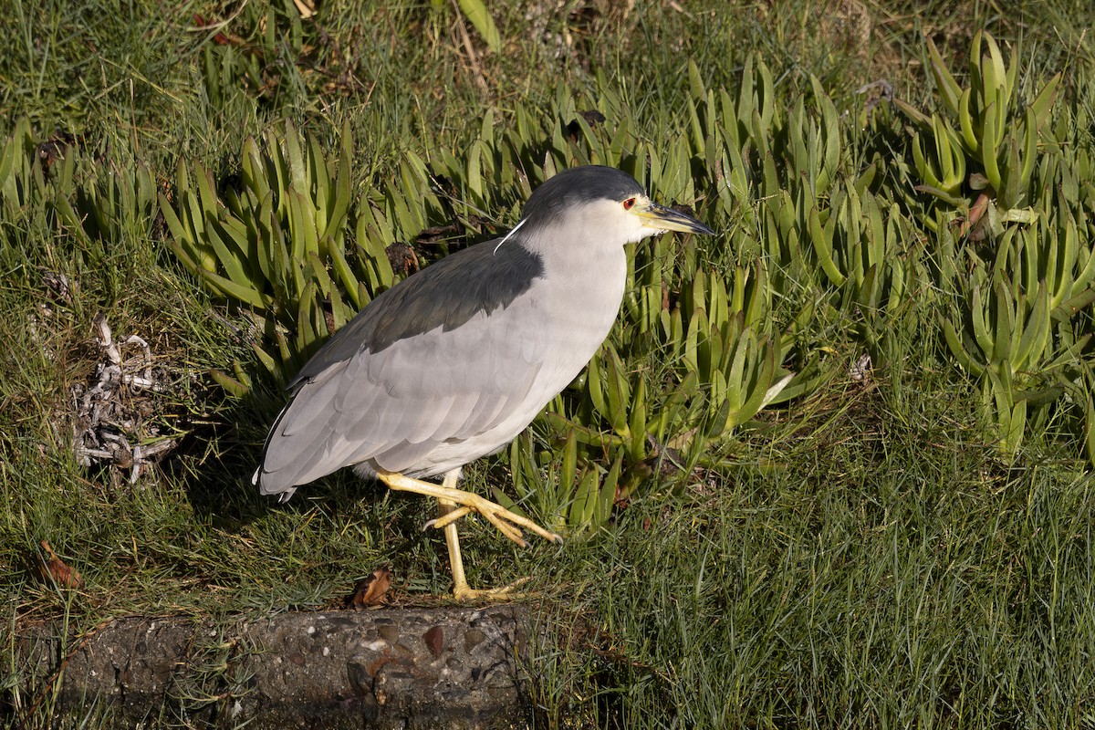 Amiltxori arrunta - ML644885004