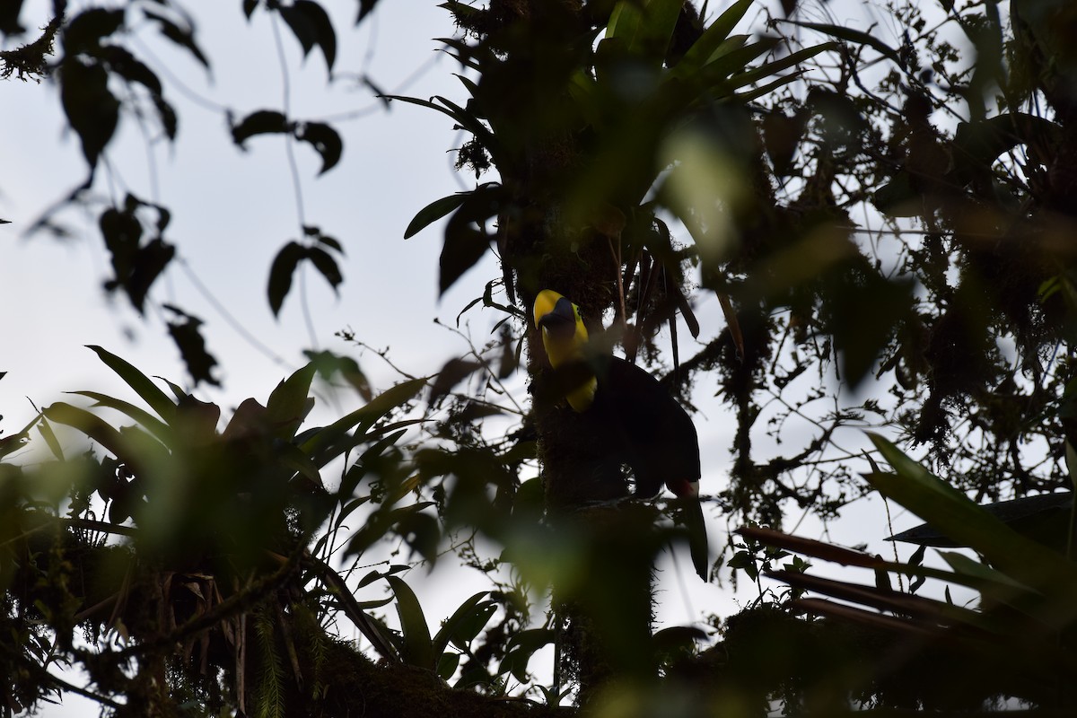 Choco Toucan - ML644885006