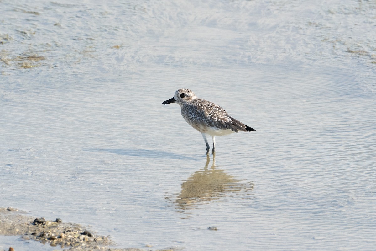 Txirri grisa - ML644885007