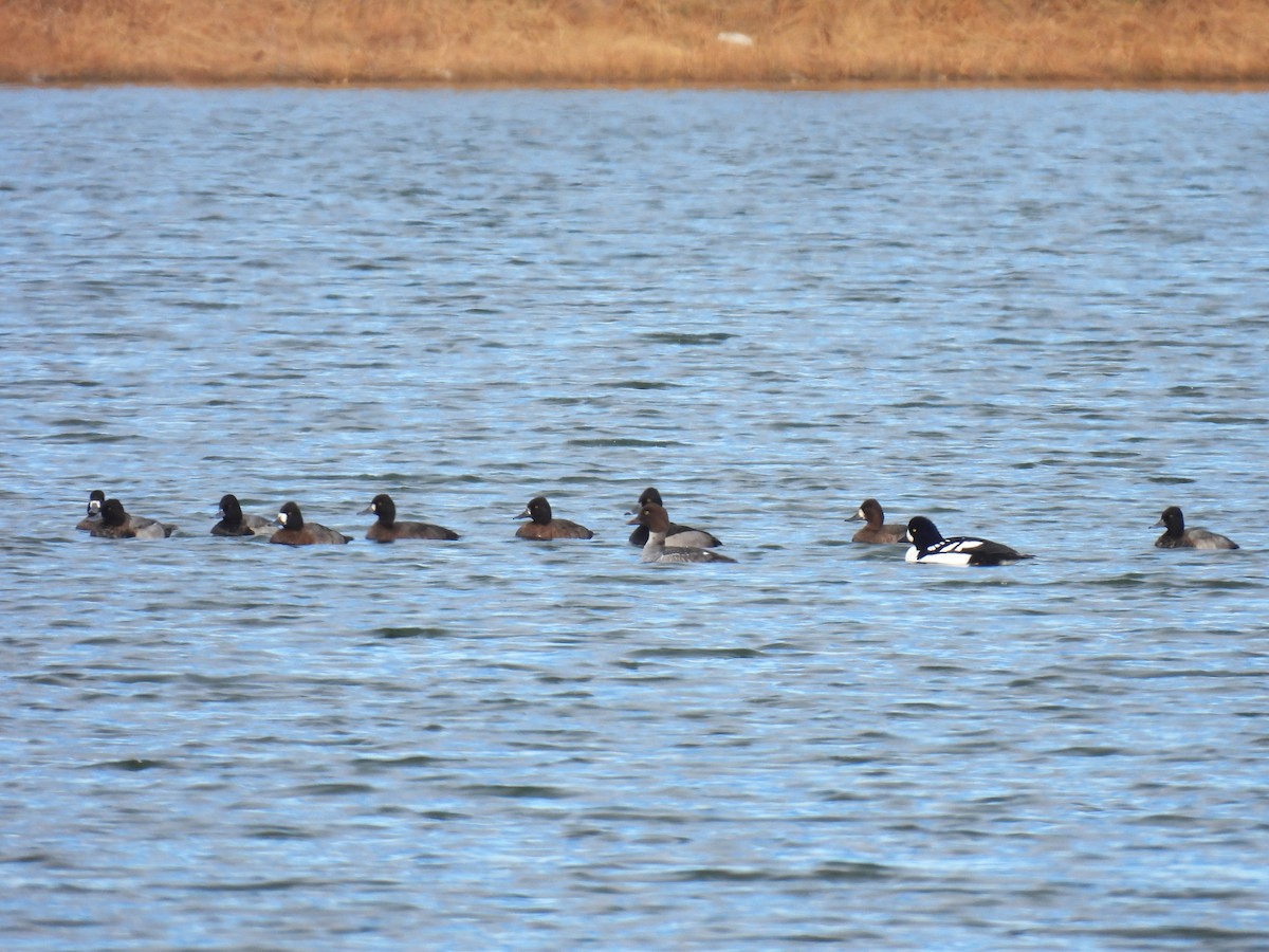 小斑背潛鴨 - ML644885009