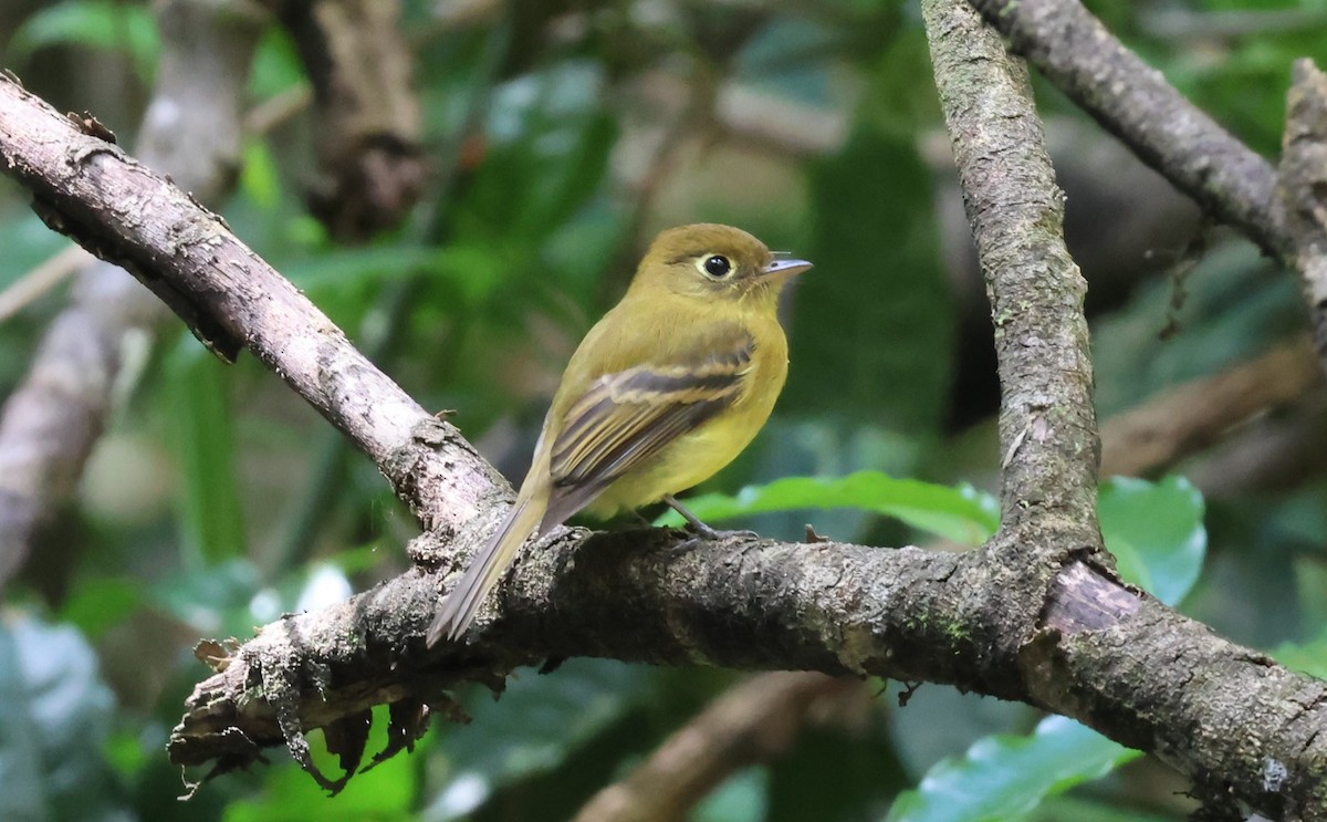 Yellowish Flycatcher - ML644885010