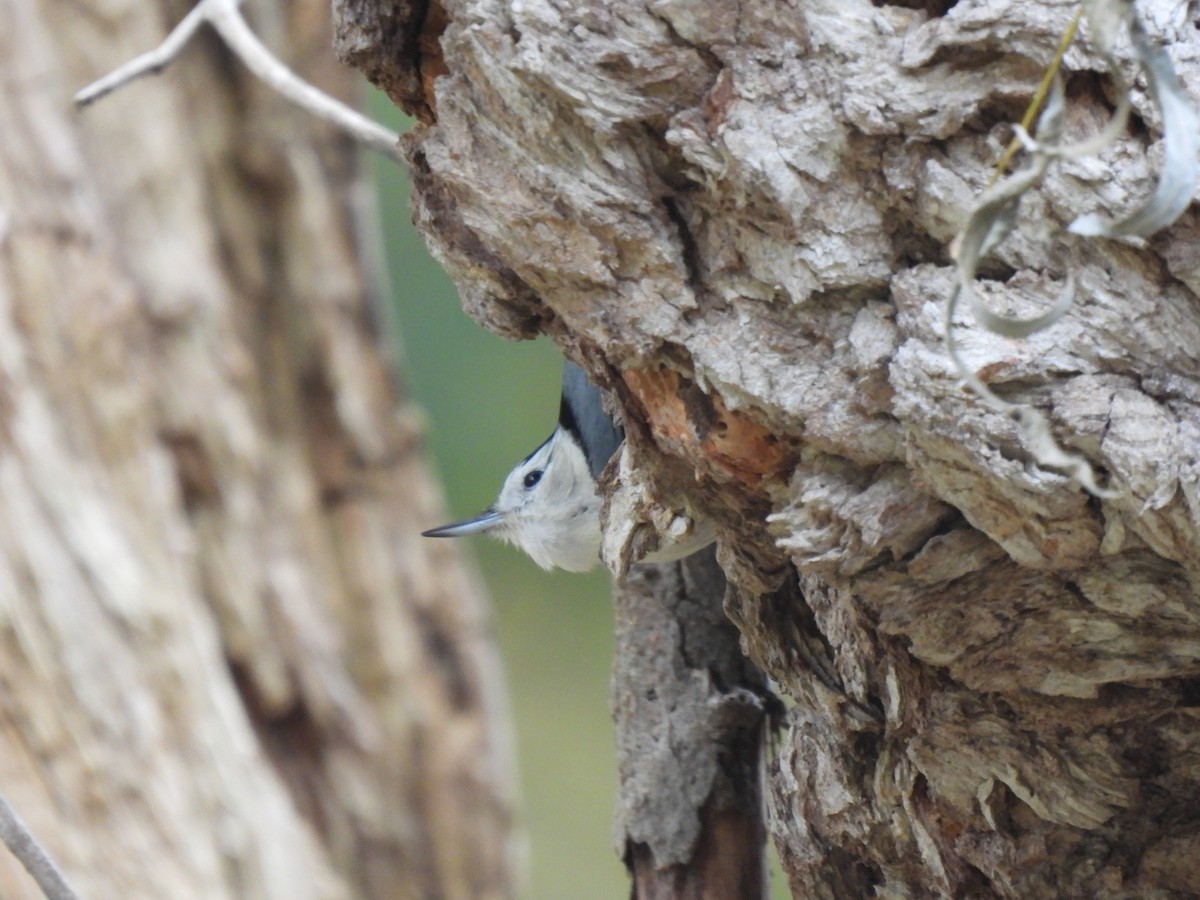 White-breasted Nuthatch - ML644885011