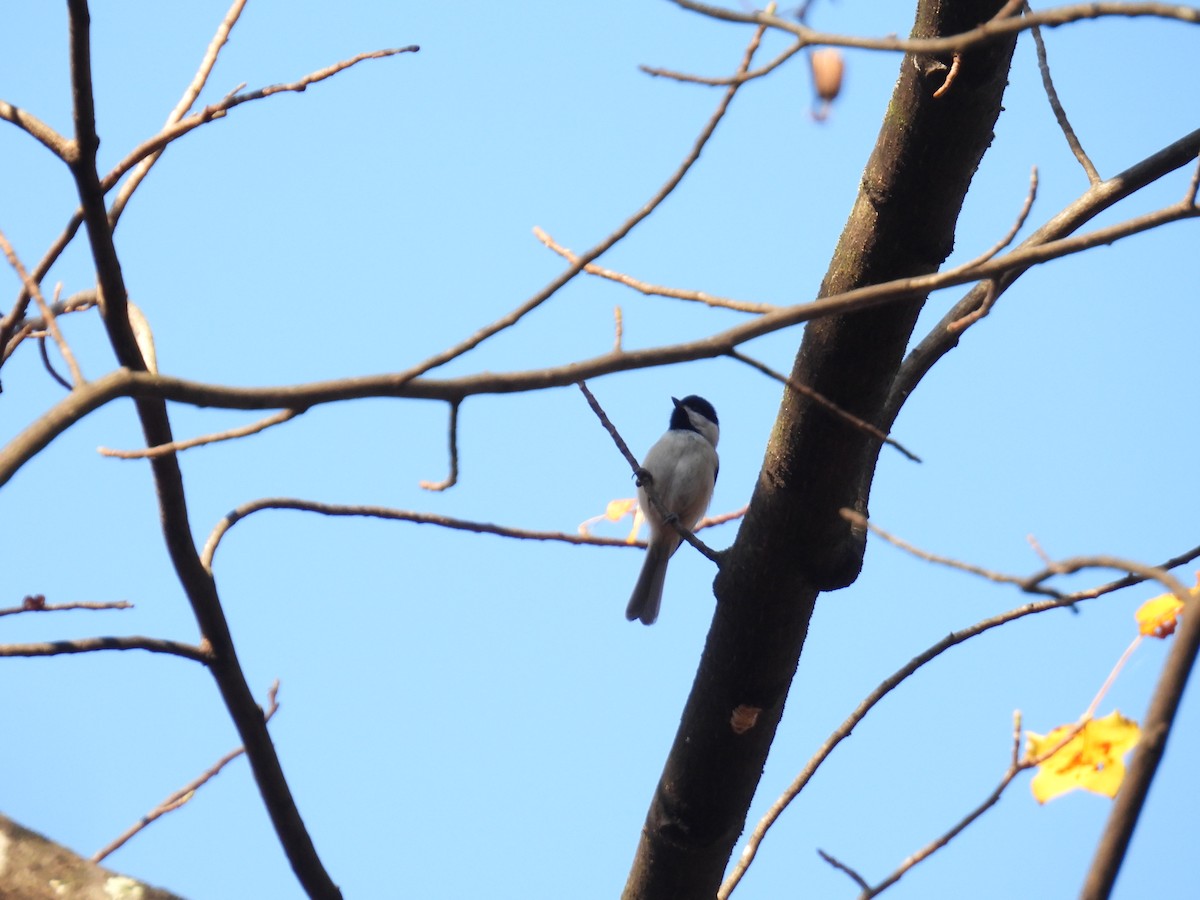 Carolina Chickadee - ML644885012