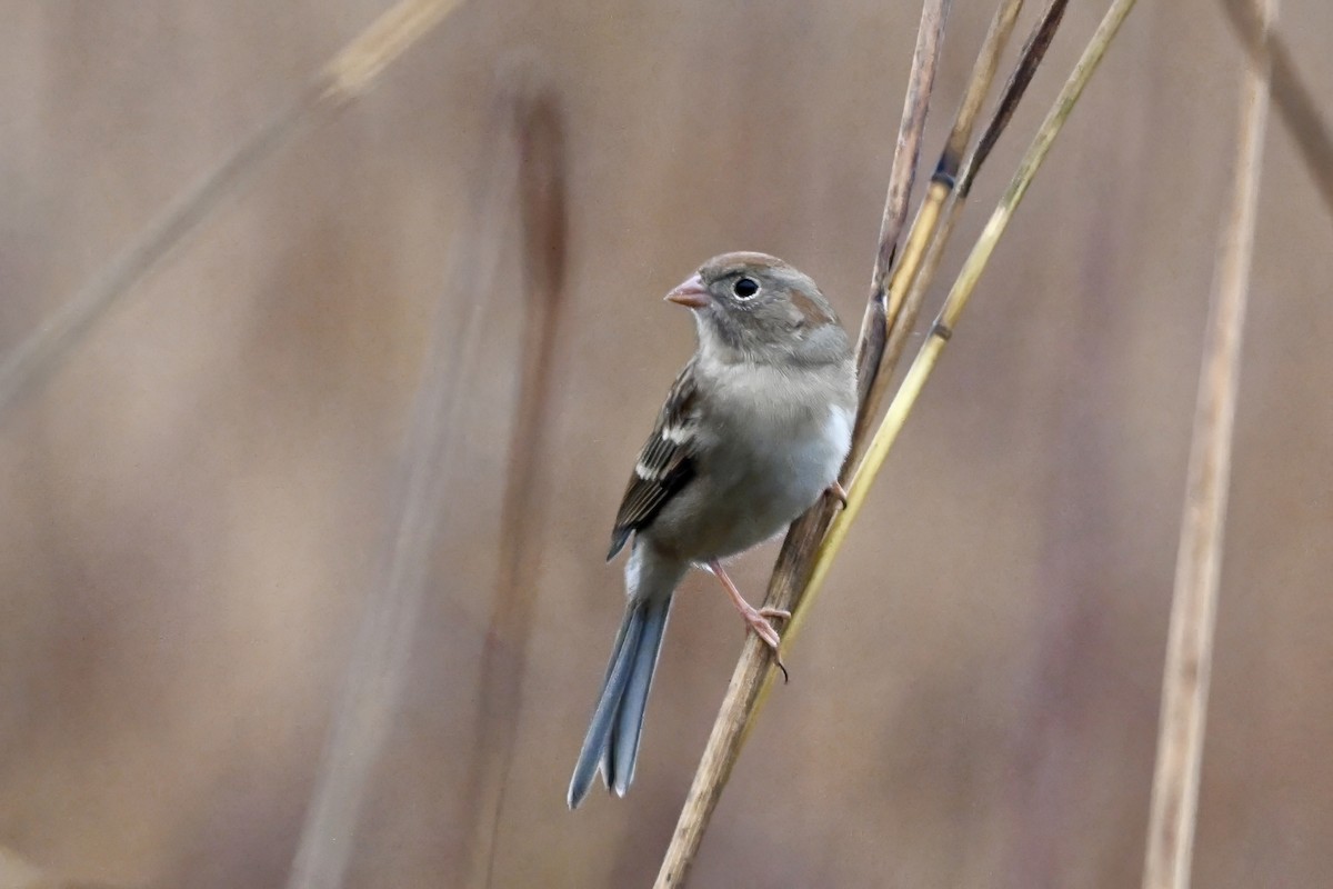 Field Sparrow - ML644885019