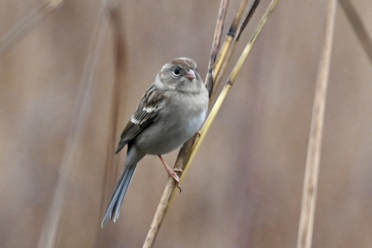 Field Sparrow - ML644885020