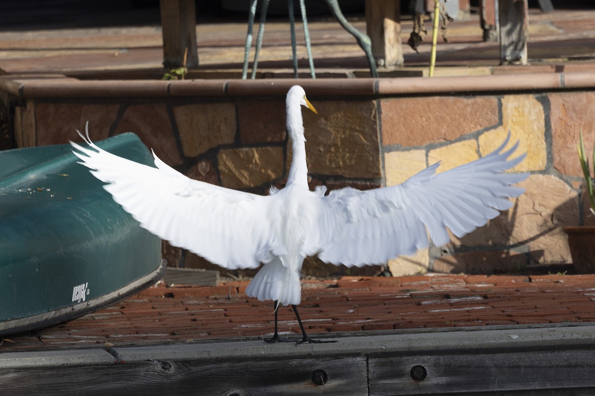 Koartza zuria - ML644885021