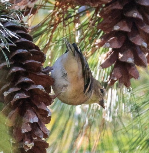 American Goldfinch - ML644885022