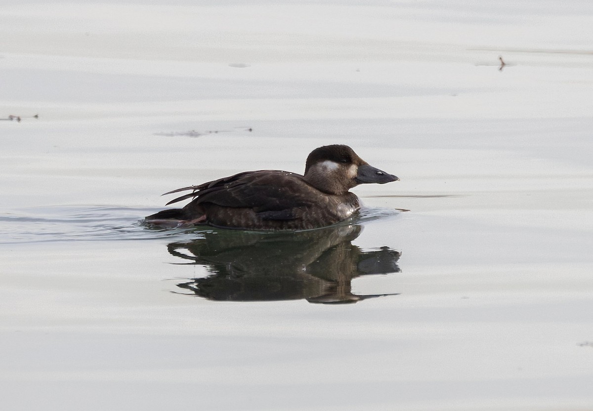 Ahatebeltz kopetazuria - ML644885024