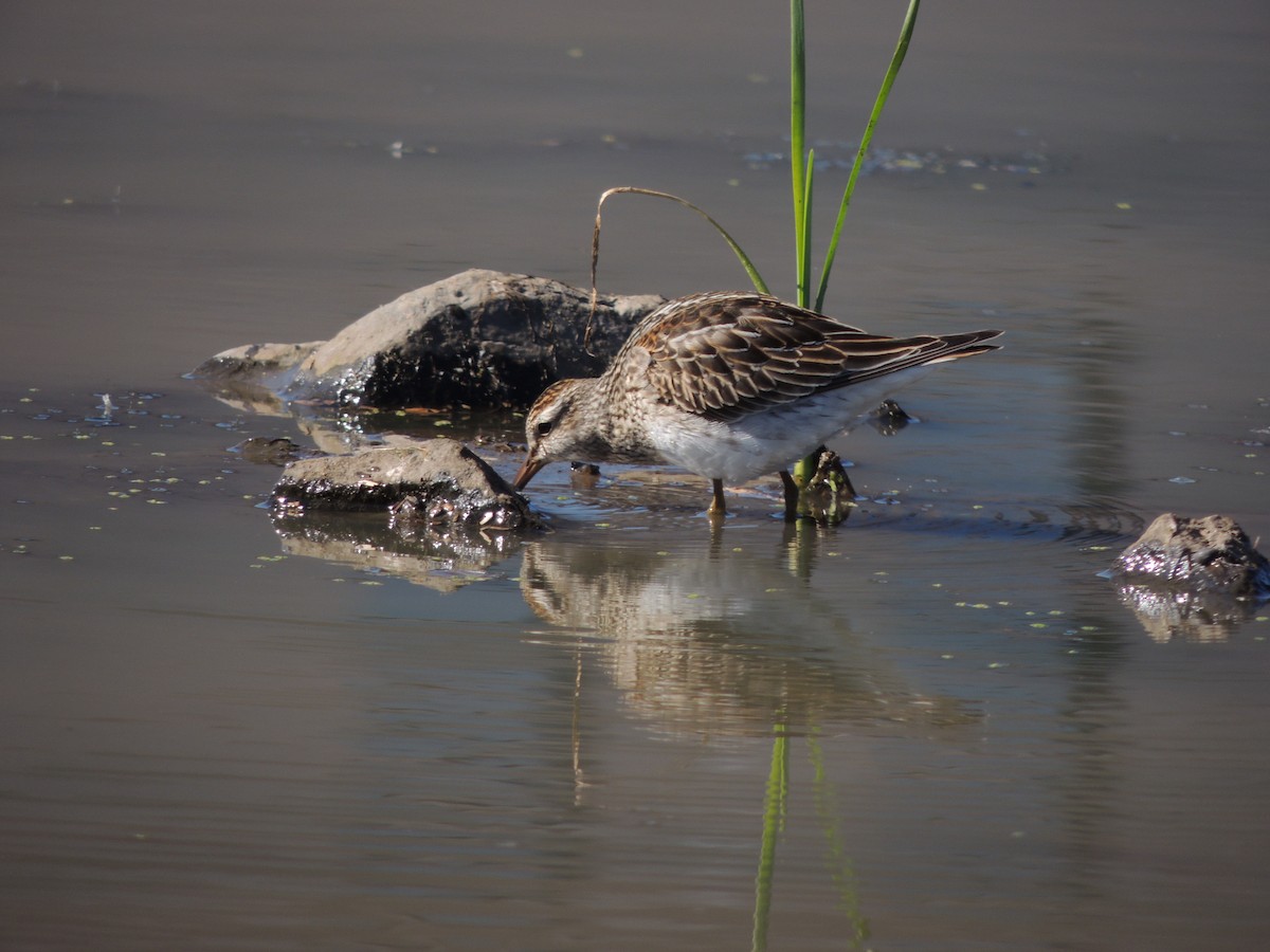 Txirri pektorala - ML644885025