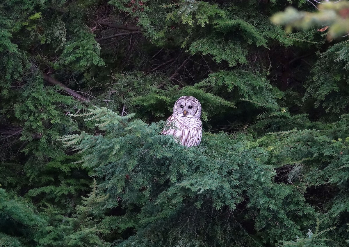 Barred Owl - ML644885026