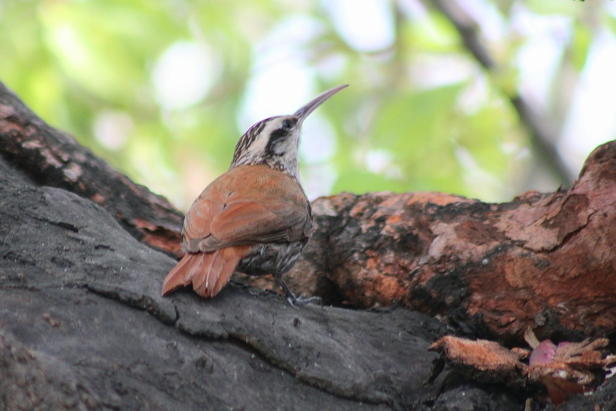 Narrow-billed Woodcreeper - ML644885027