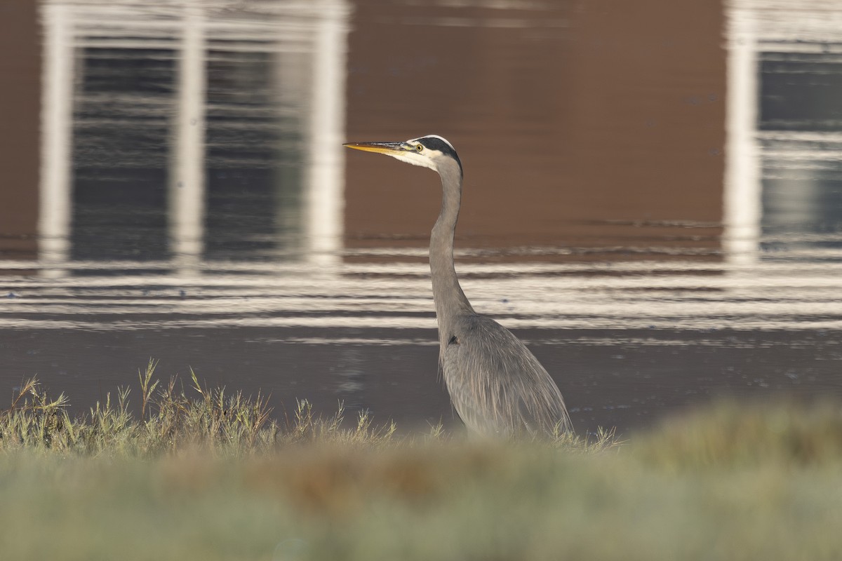 Koartza hauskara amerikarra - ML644885028