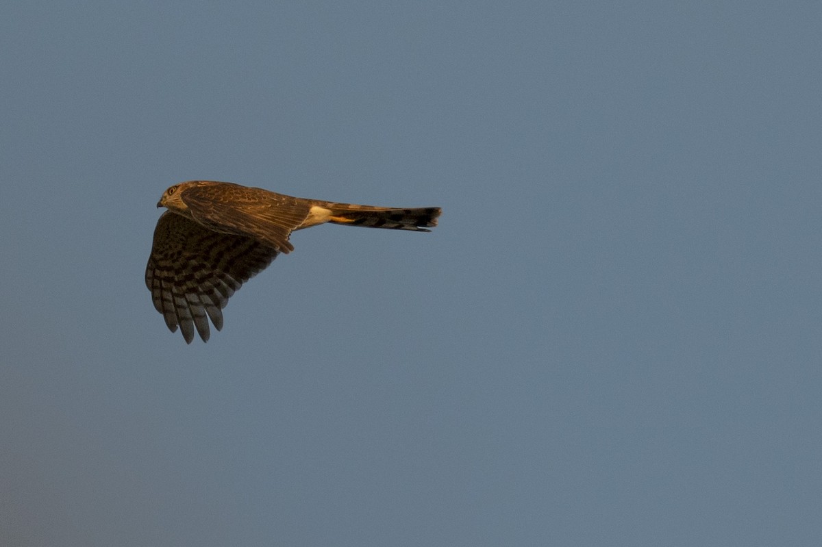 Sharp-shinned Hawk - ML644885029