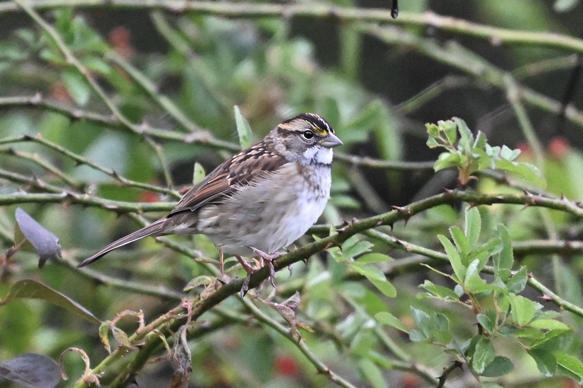 White-throated Sparrow - ML644885030