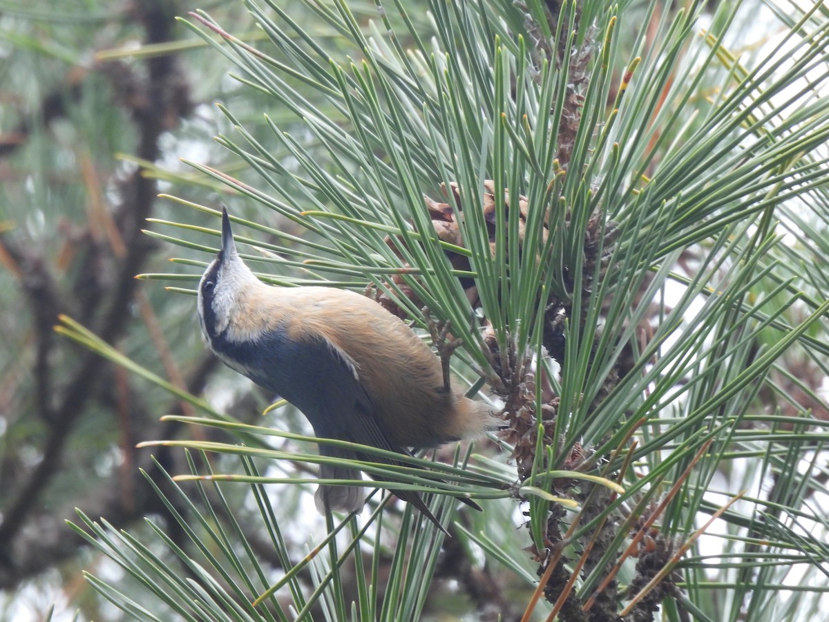 Garrapo kanadarra - ML644885031