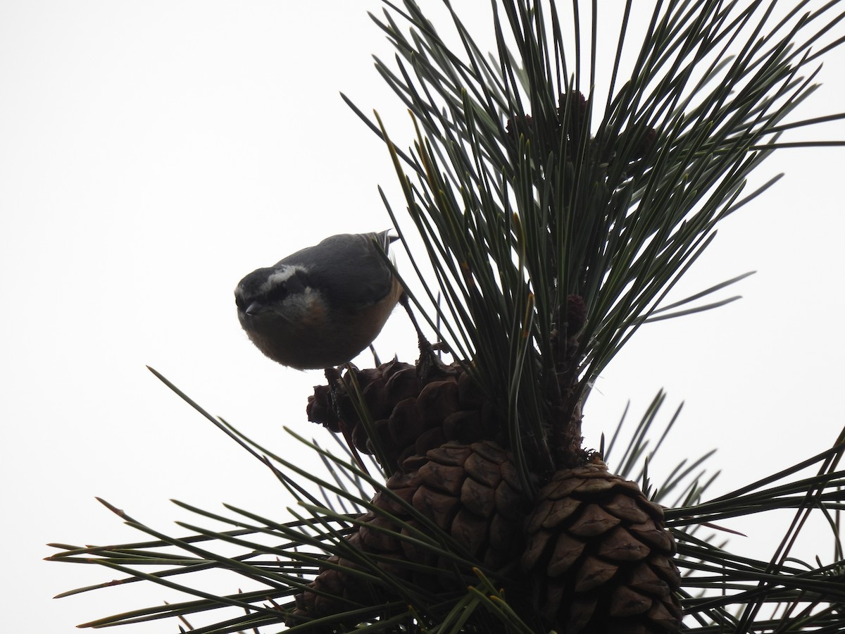 Garrapo kanadarra - ML644885032