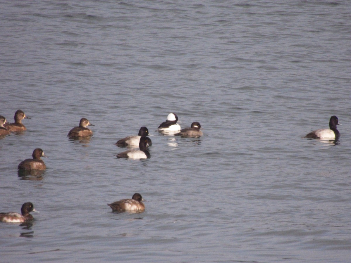 Murgilari buruzuria - ML644885033