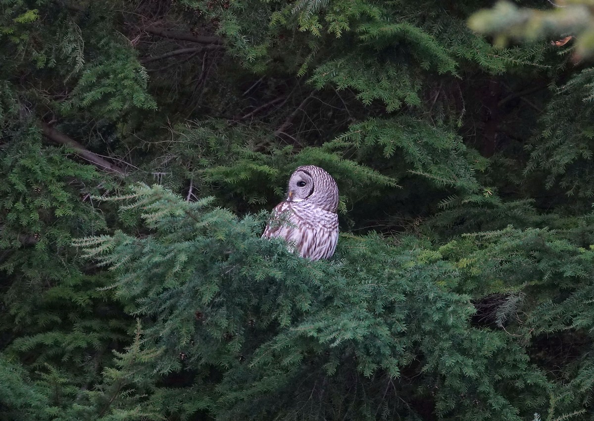 Barred Owl - ML644885035