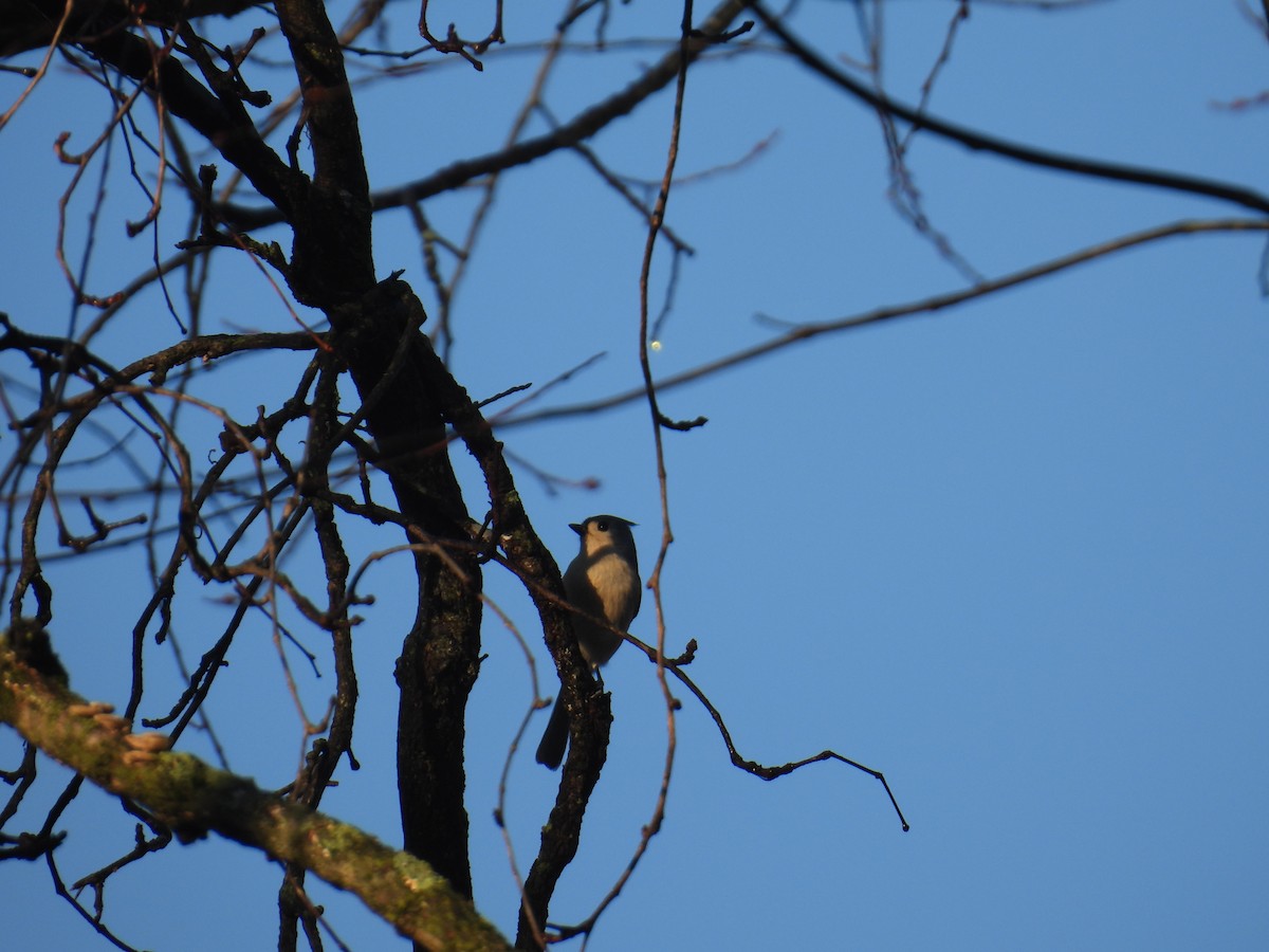 Tufted Titmouse - ML644885036