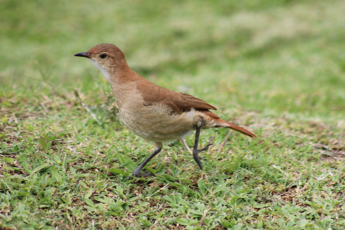 Rufous Hornero - ML644885038