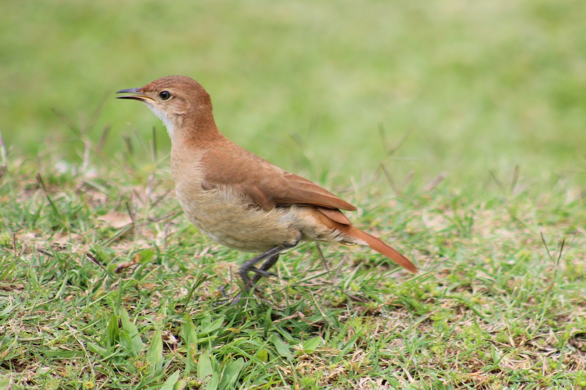 Rufous Hornero - ML644885039