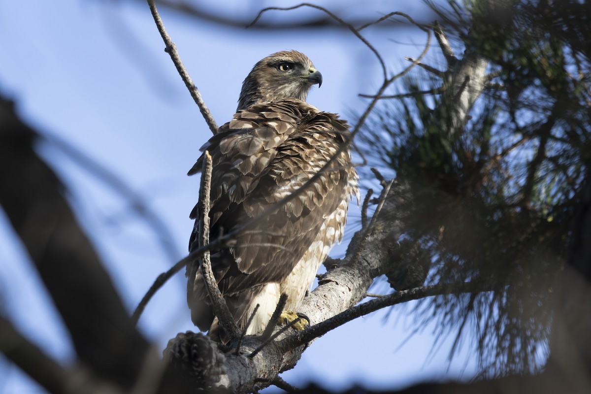 Zapelatz buztangorria - ML644885040