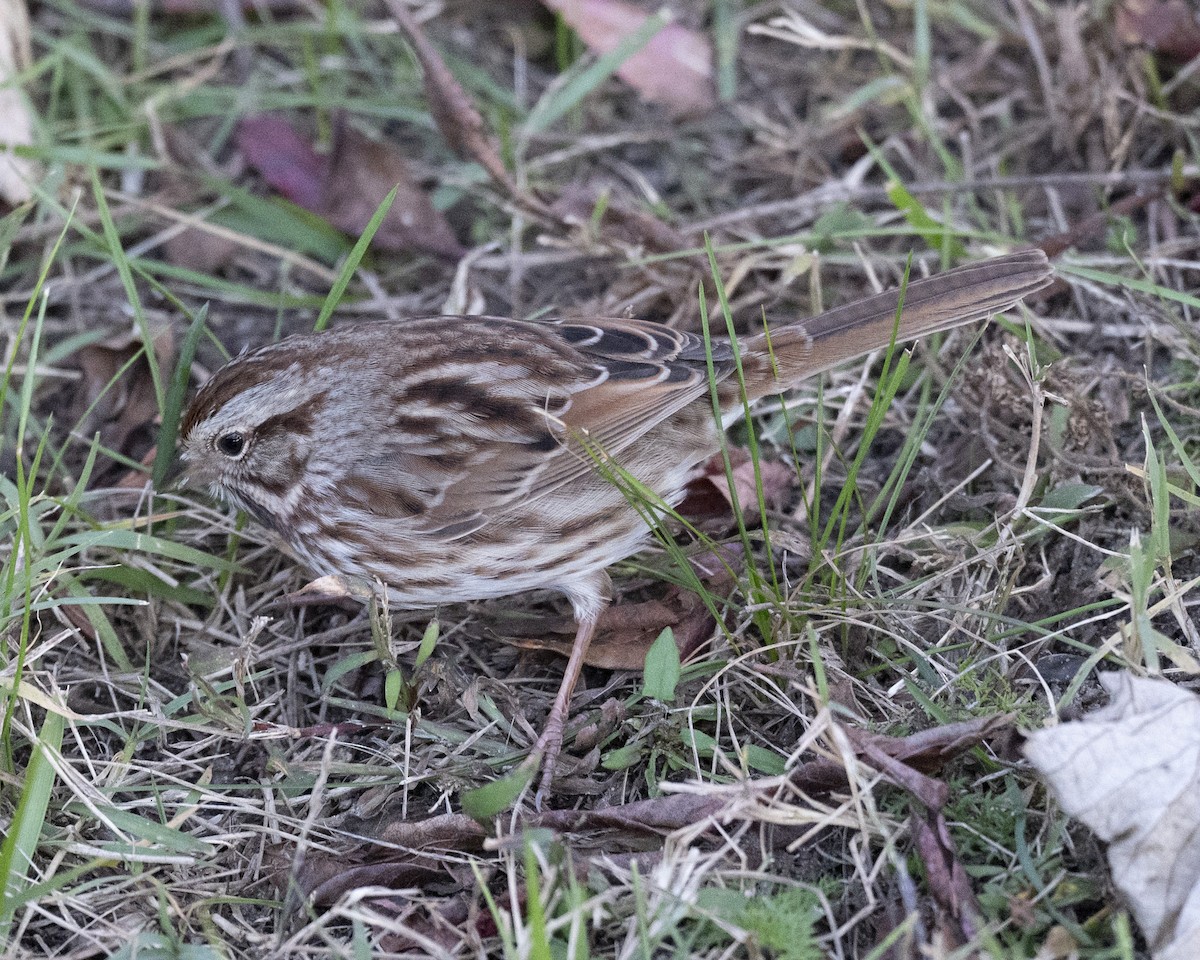 Song Sparrow - ML644885041