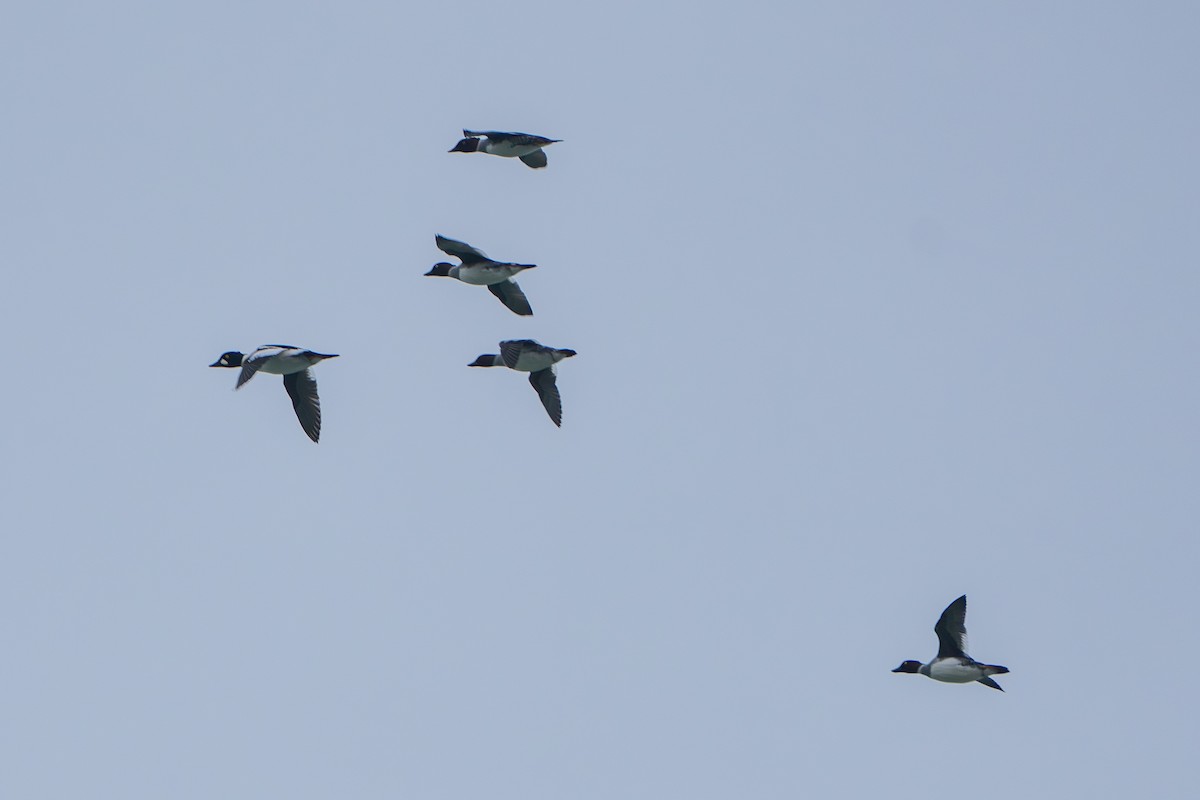 Murgilari urrebegia - ML644885042