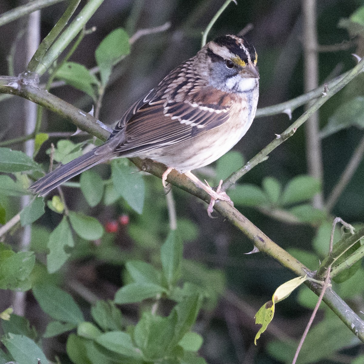 White-throated Sparrow - ML644885043