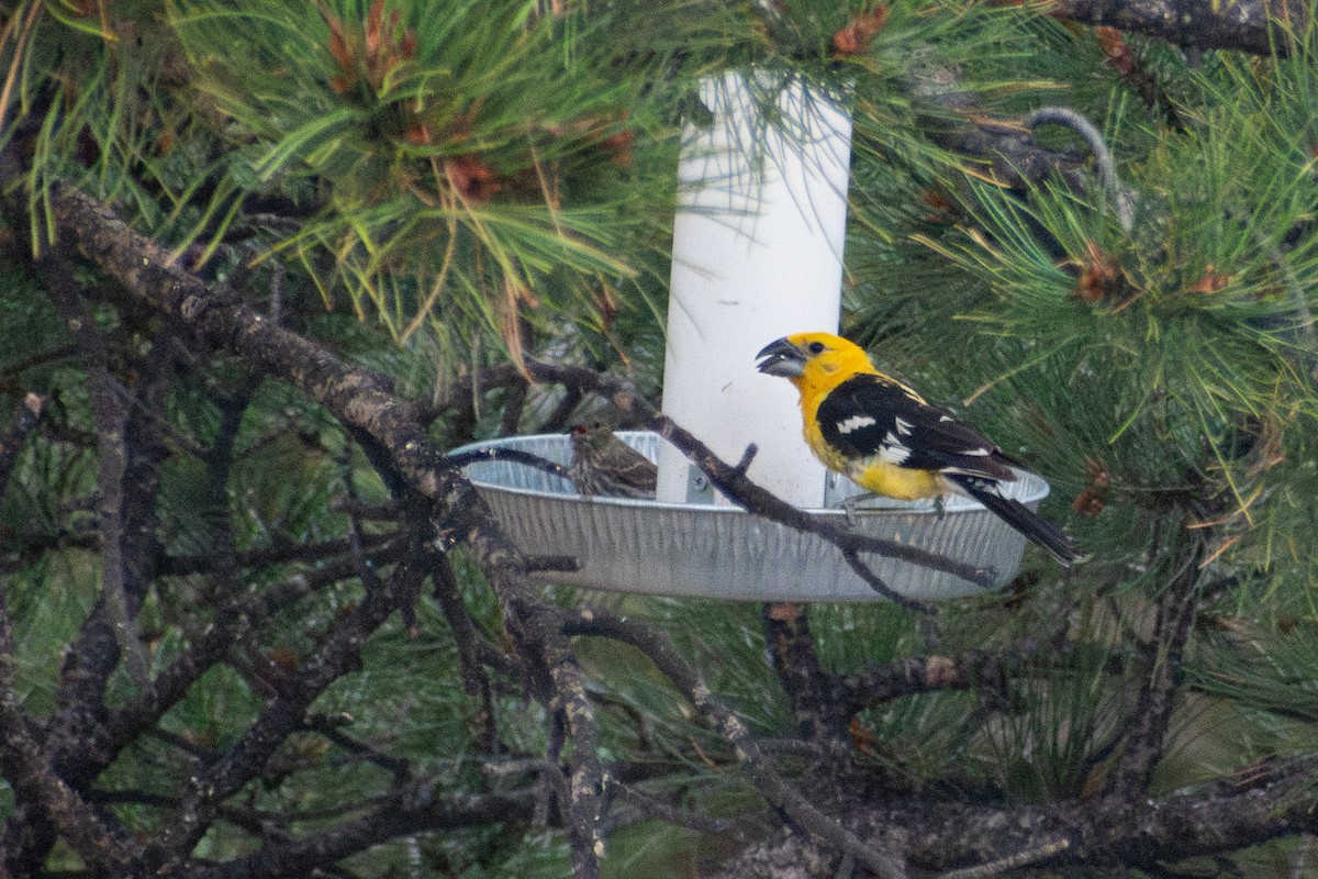 Yellow Grosbeak - ML644885047