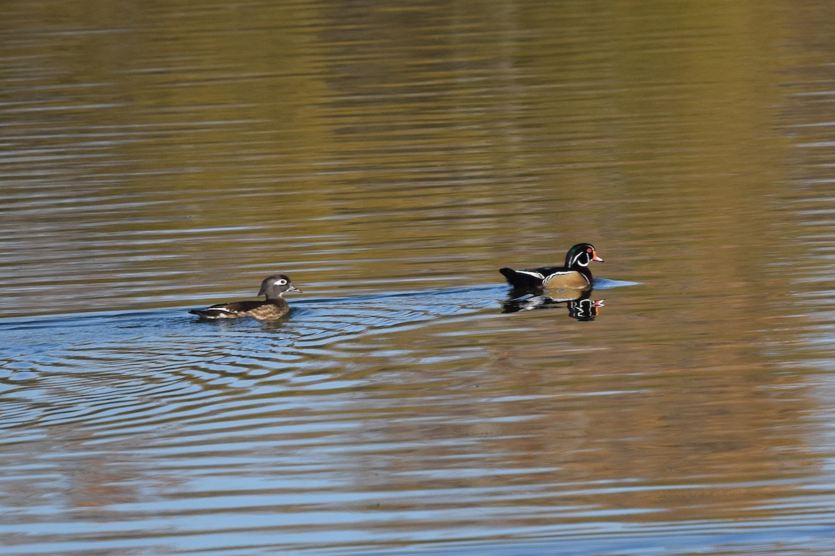 Ahate karolinarra - ML644885049