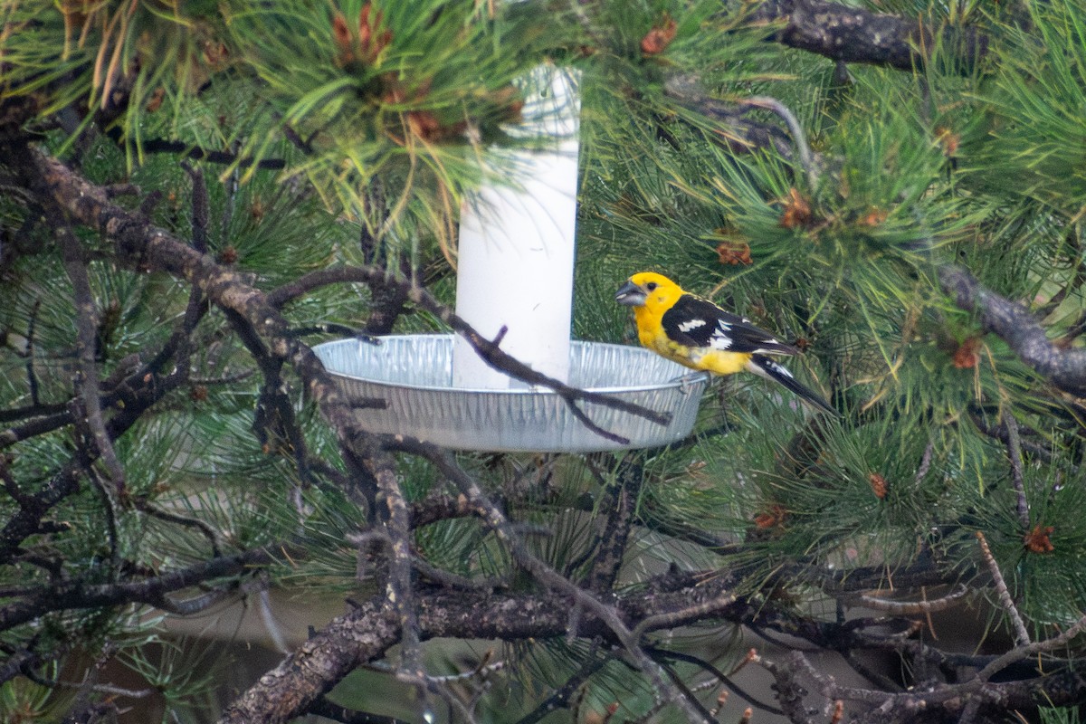 Yellow Grosbeak - ML644885050