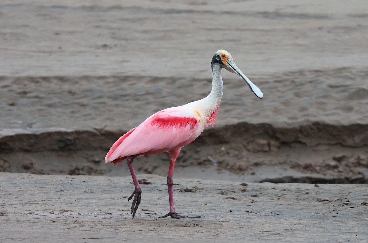 Roseate Spoonbill - ML644885065