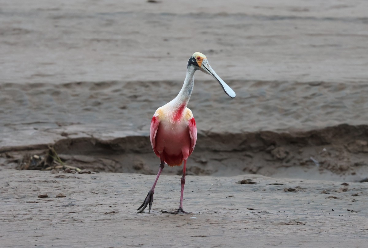 Roseate Spoonbill - ML644885066