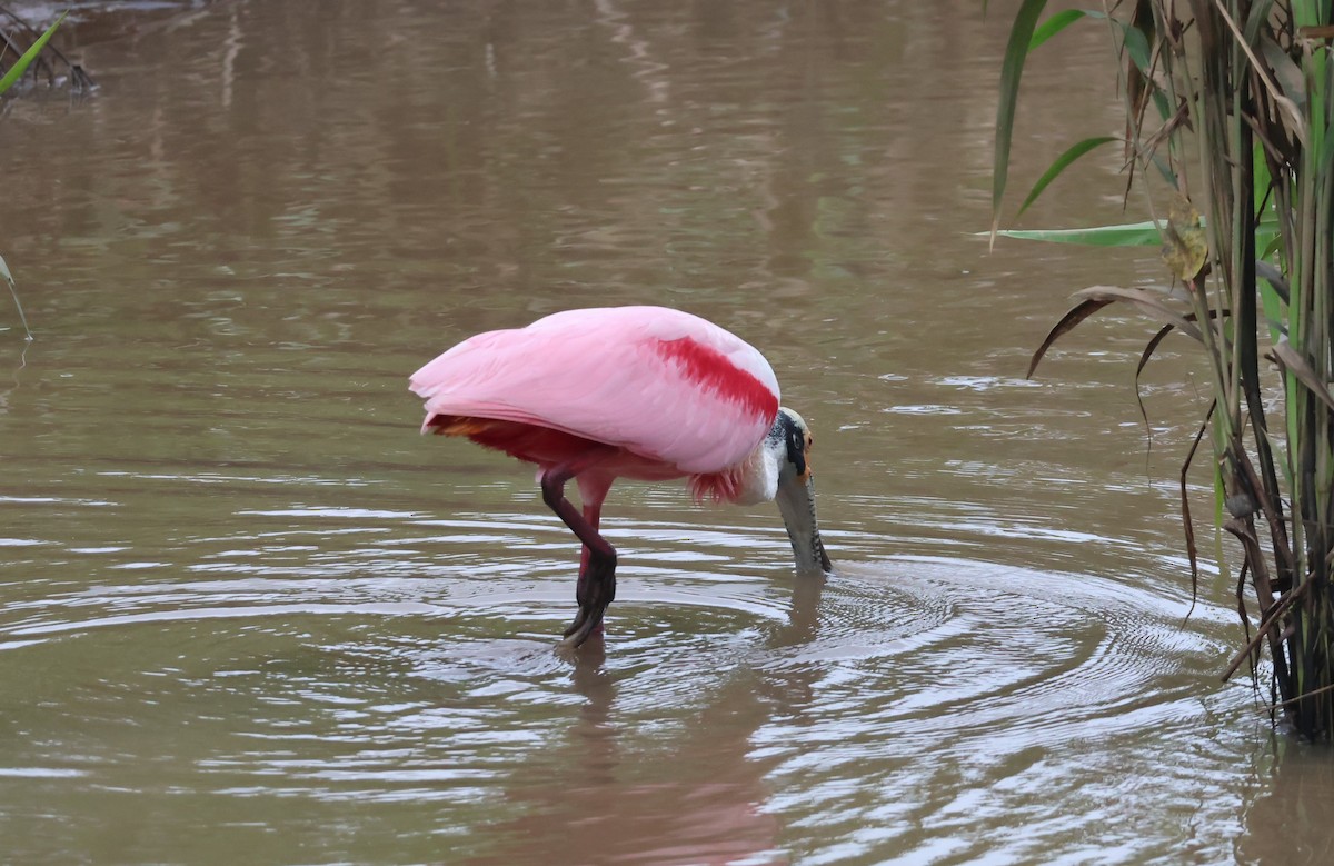 Roseate Spoonbill - ML644885067