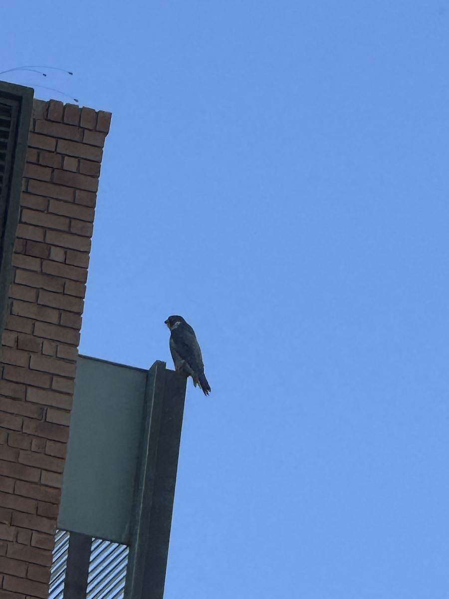 Peregrine Falcon - ML644885069