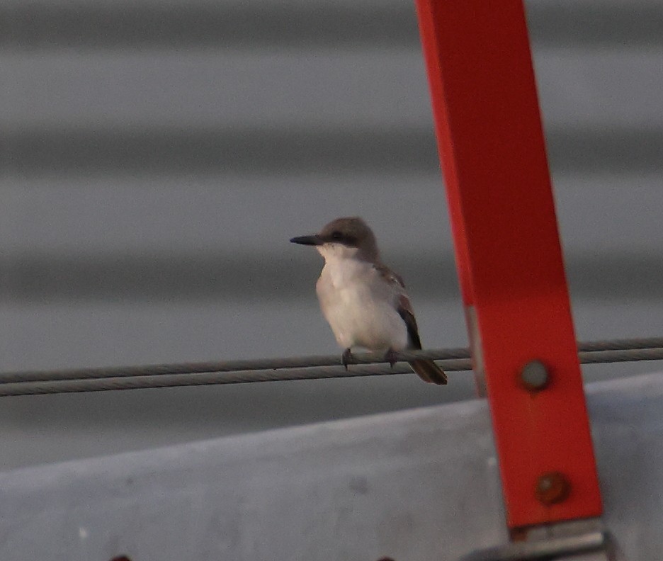 Gray Kingbird - ML644885070