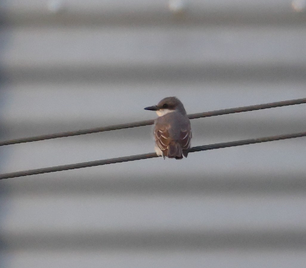 Gray Kingbird - ML644885071