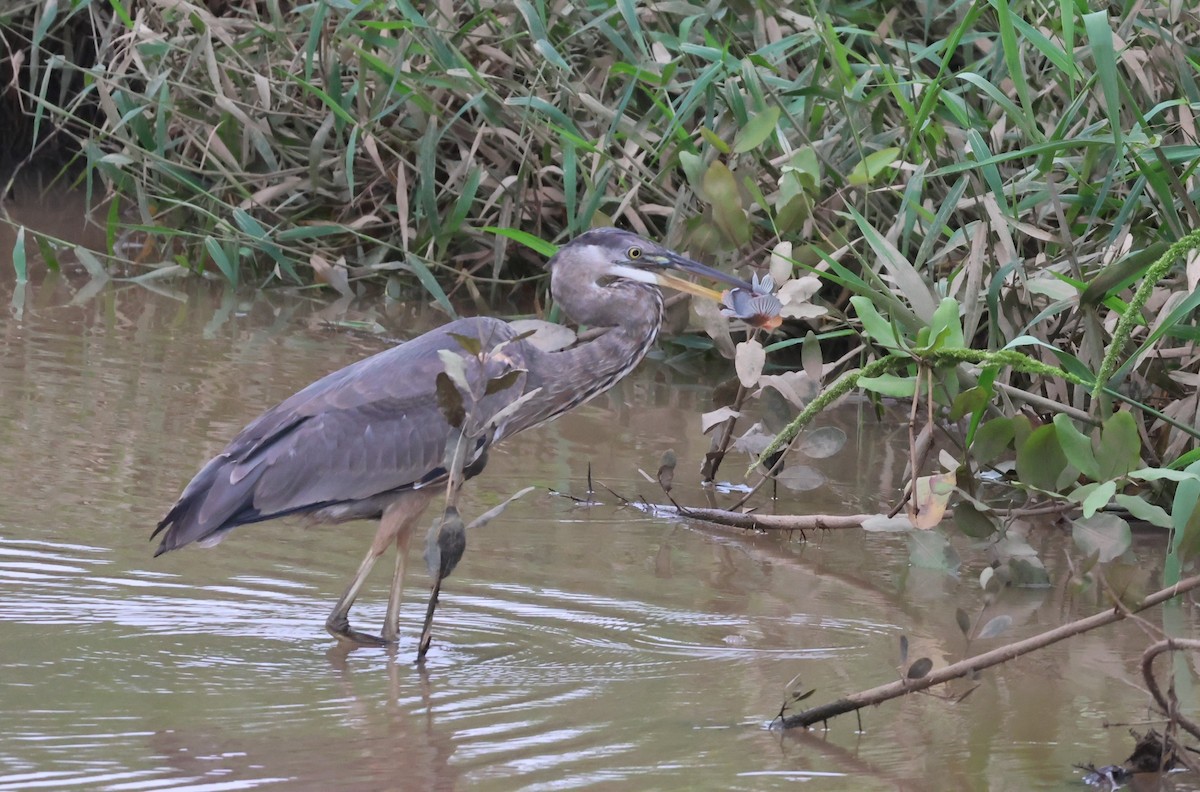 Great Blue Heron - ML644885080