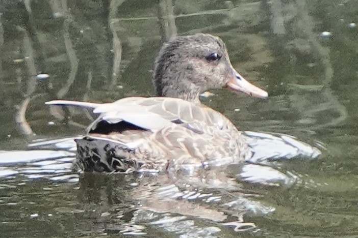 Gadwall - ML644885084