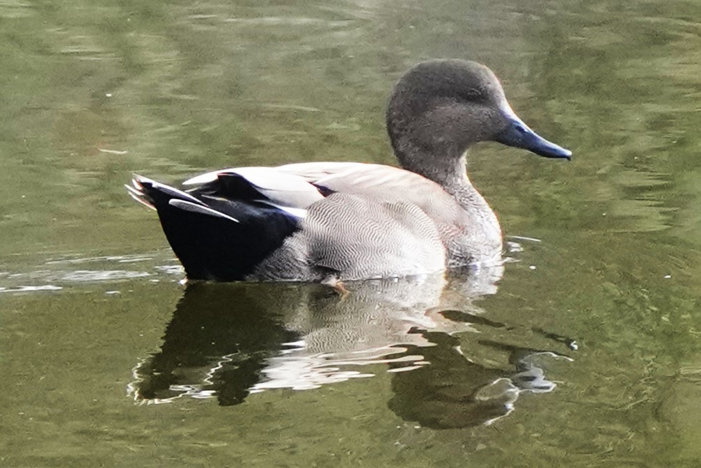 Gadwall - ML644885085