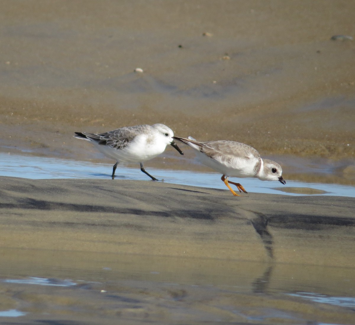 Flötenregenpfeifer - ML644885103