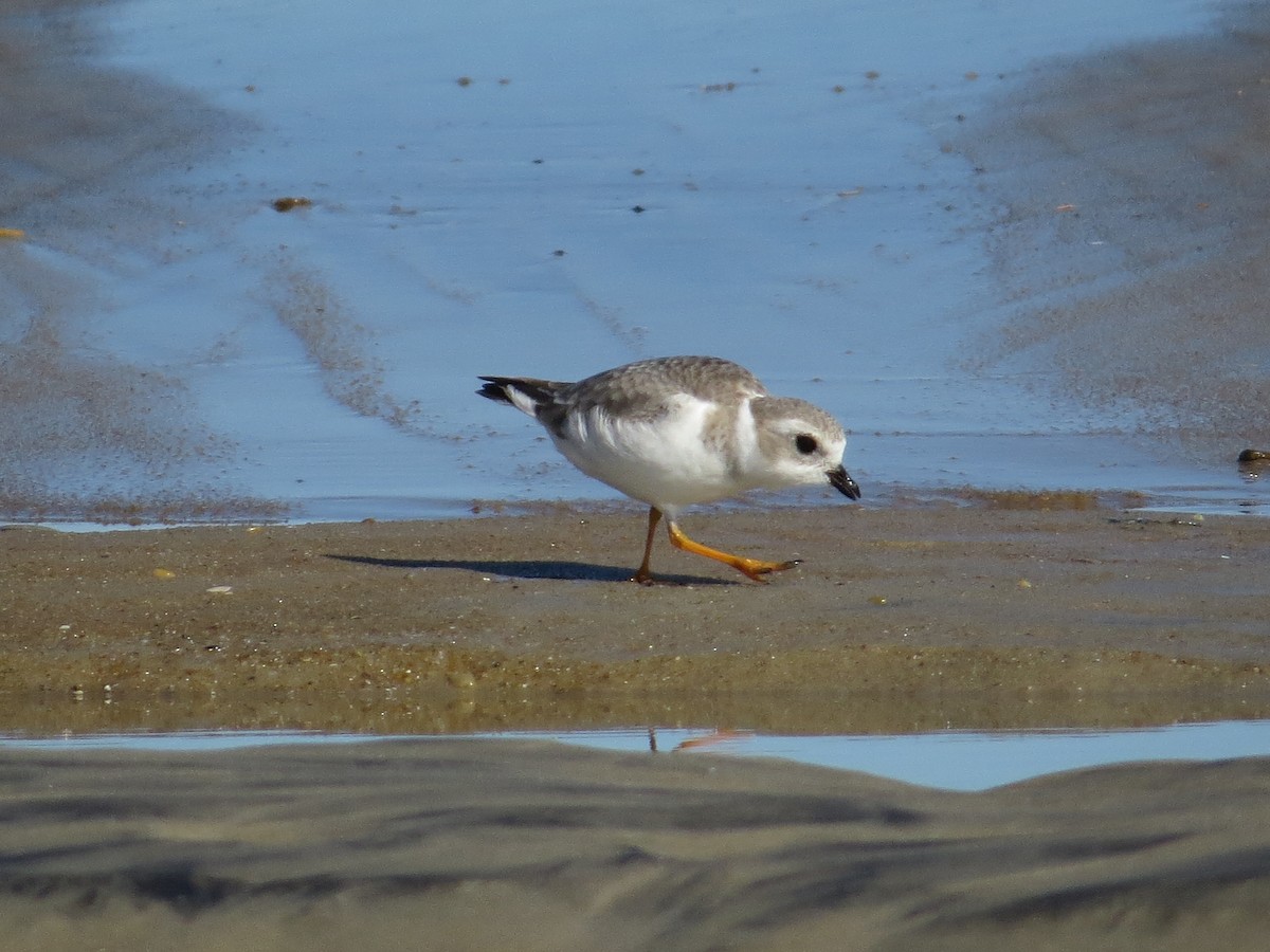 Flötenregenpfeifer - ML644885104