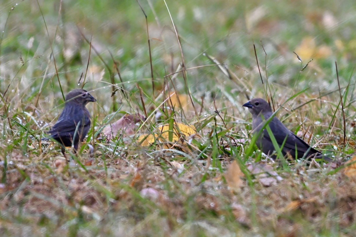 Коровий трупиал, буроголовый желтушник - ML644885112