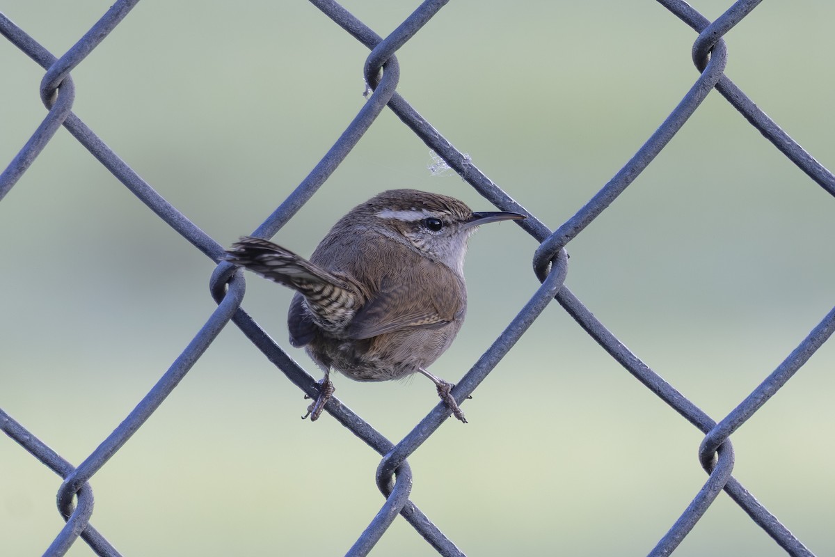 Troglodyte de Bewick - ML644885120