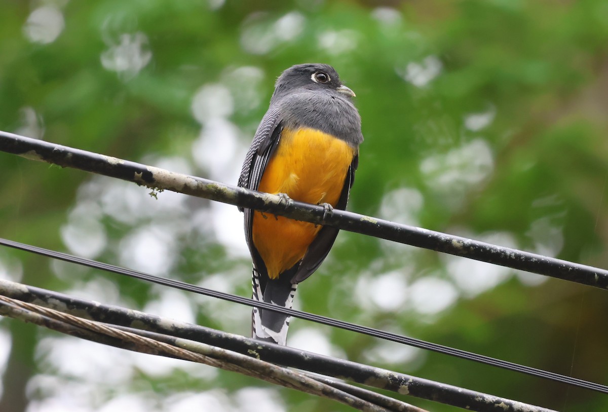 Mor Trogon - ML644885126