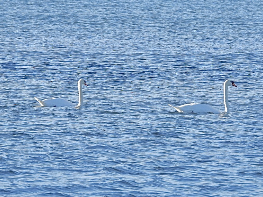 Mute Swan - ML644885128