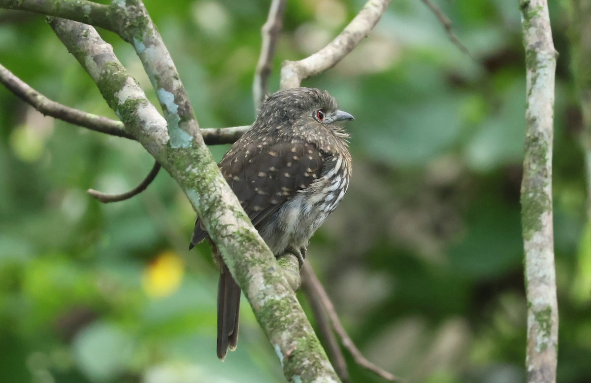 White-whiskered Puffbird - ML644885131