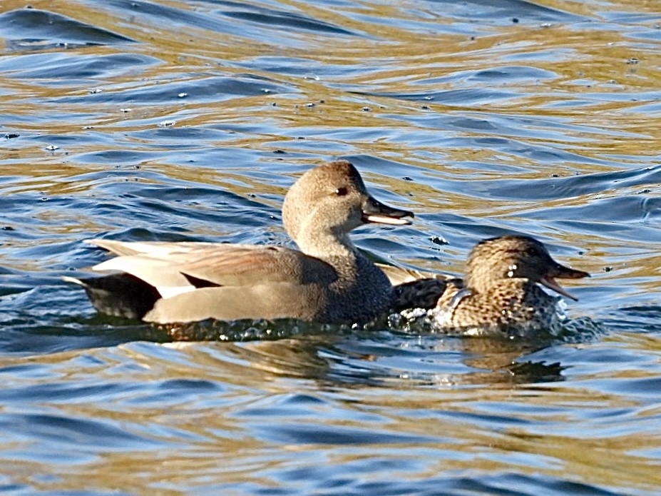 Gadwall - ML644885146
