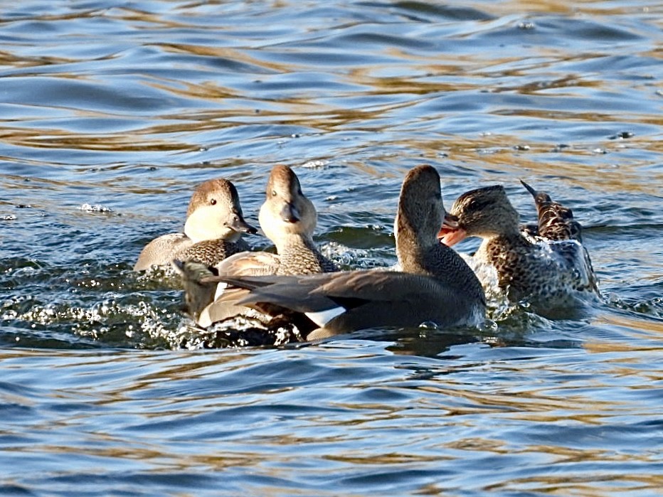 Gadwall - ML644885147